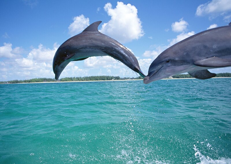Two Dolphins Jumping — Blue, Playful, Afternoon