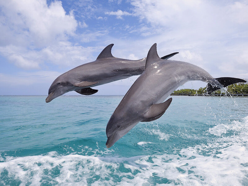 Two Dolphins Jumping — Blue, Playful