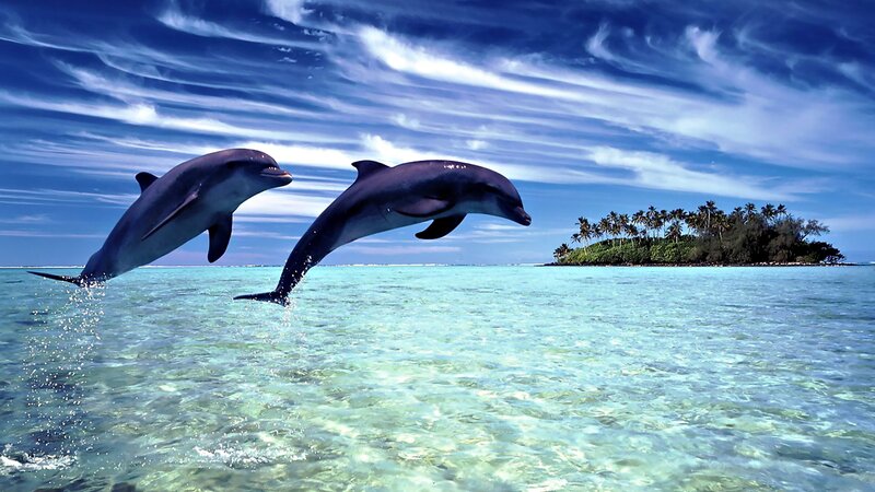 Two Dolphins Jumping — Blue, Serene, Afternoon, Photograph, Island, Palm Trees, Ocean