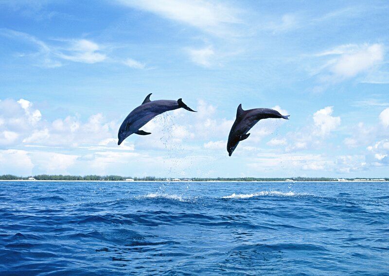 Two Dolphins Jumping — Blue, Serene, Afternoon, Photograph, Ocean, Sky