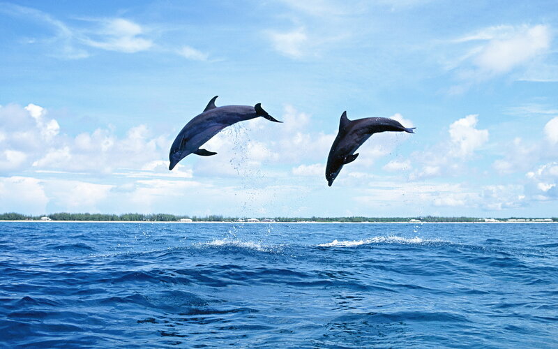 Two Dolphins Jumping — Blue, Serene, Afternoon, Photograph, Ocean