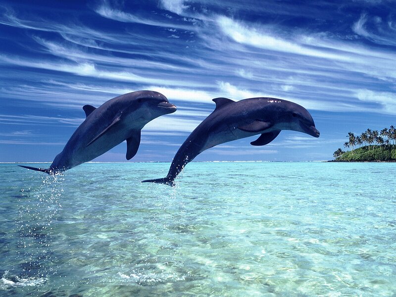 Two Dolphins Jumping — Blue, Serene, Afternoon, Photograph