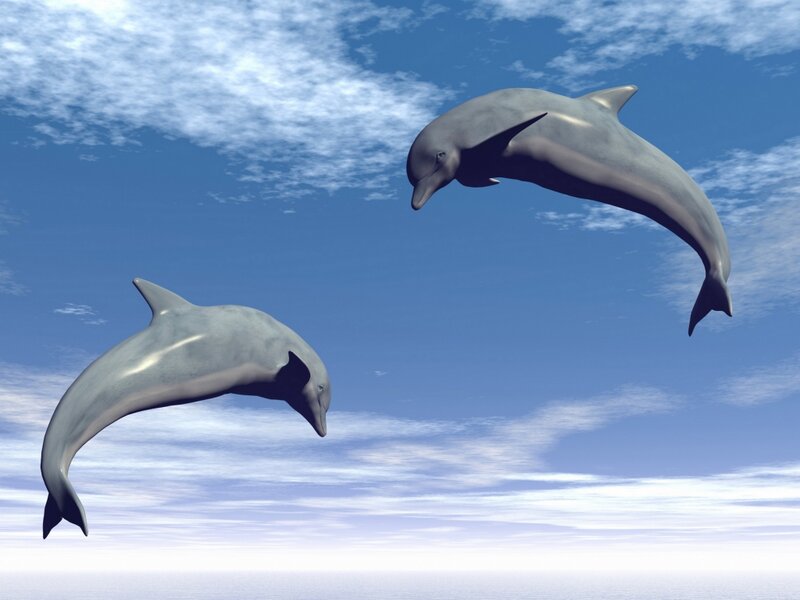Two Dolphins Jumping — Blue, Serene, Afternoon
