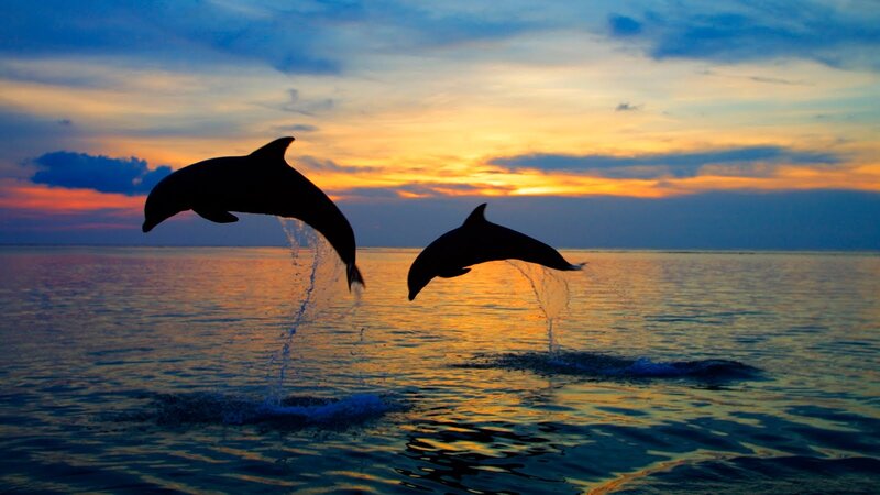 Two Dolphins Jumping — Blue, Serene, Sunset