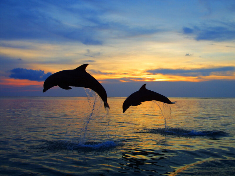 Two Dolphins Jumping — Blue, Serene