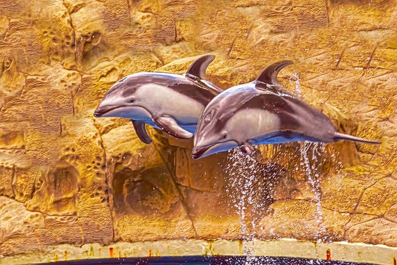 Two Dolphins Jumping — Brown