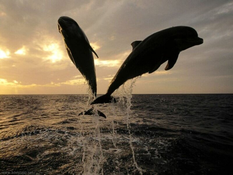 Two Dolphins Jumping — Gray, Dramatic, Sunset, Photograph