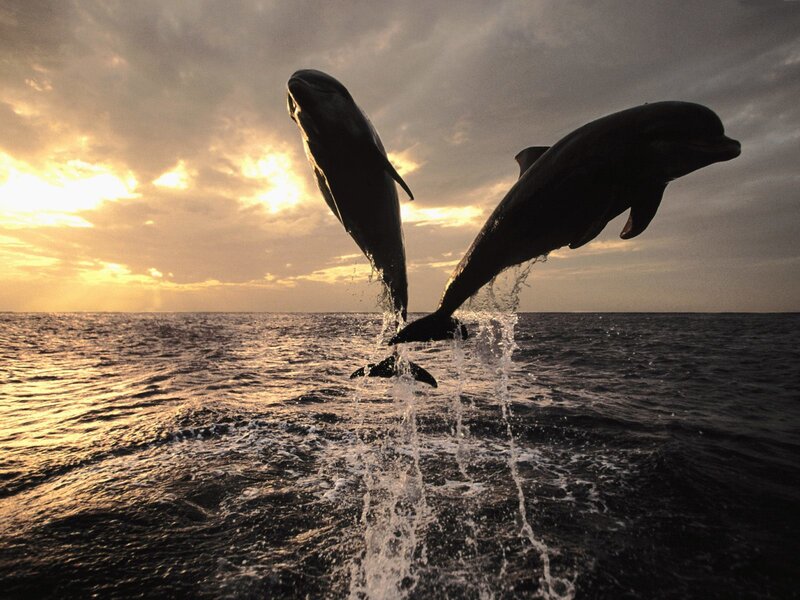 Two Dolphins Jumping — Gray, Dramatic