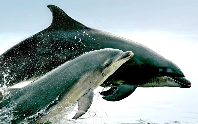 Two Dolphins Jumping — Gray