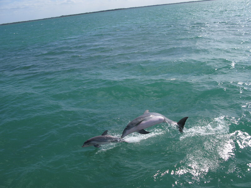 Two Dolphins Jumping — Green, Active