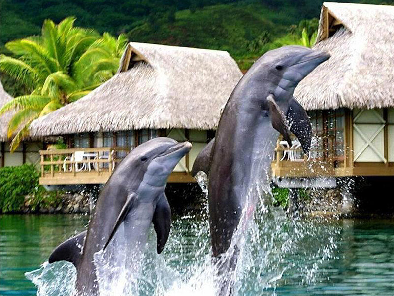 Two Dolphins Jumping — Green, Lively