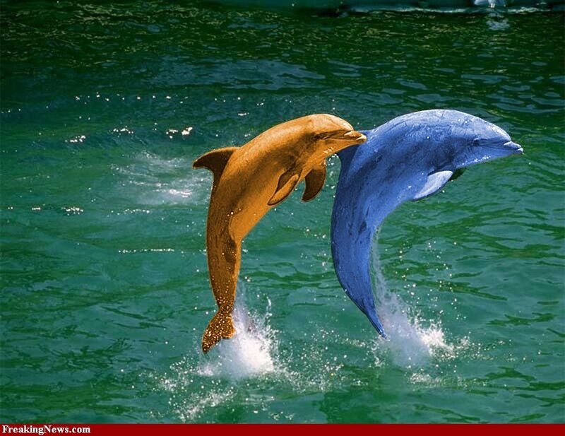 Two Dolphins Jumping — Green