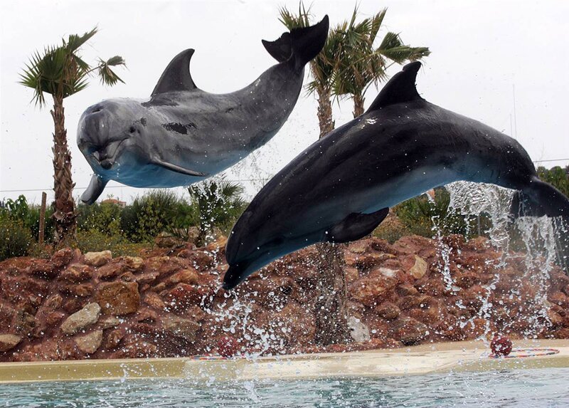 Two dolphins jumping in pool