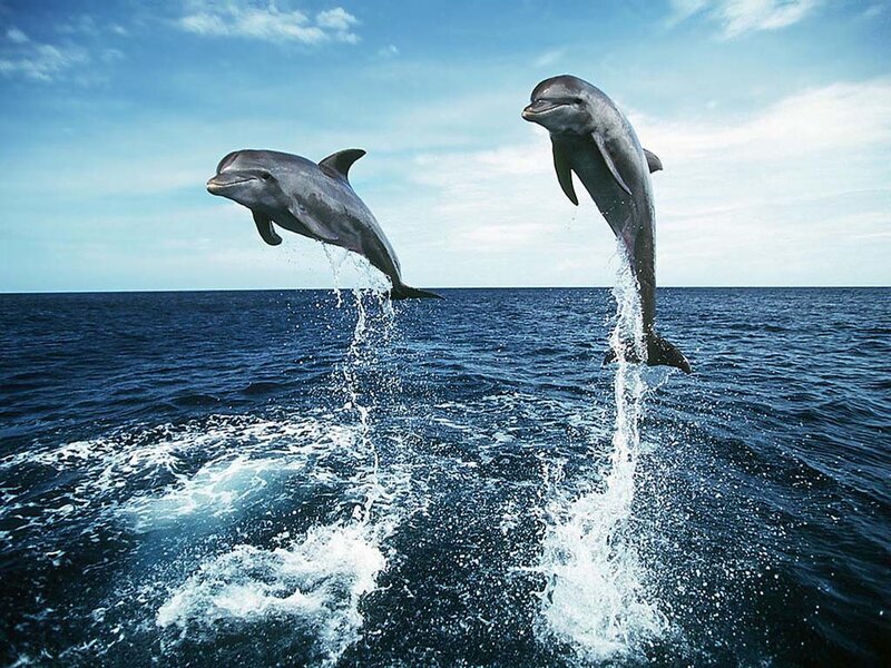 Two dolphins jumping in the ocean