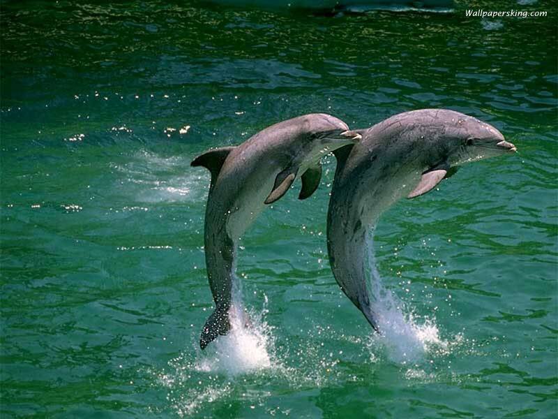 Two dolphins jumping in water