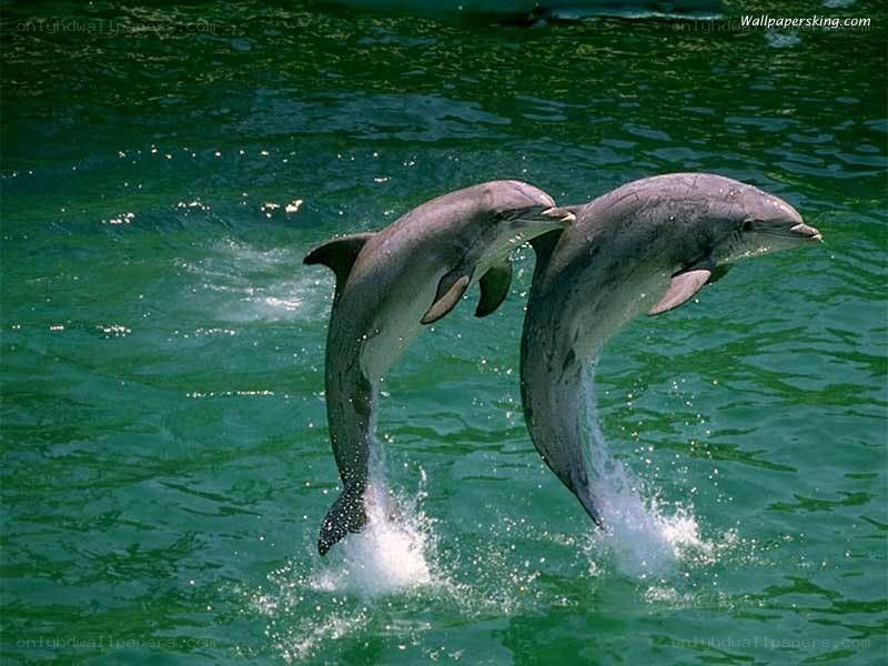 Two dolphins jumping in water