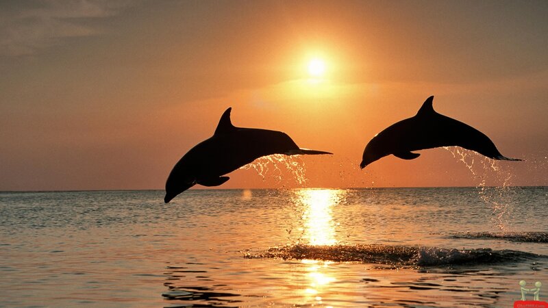 Two Dolphins Jumping — Ocean