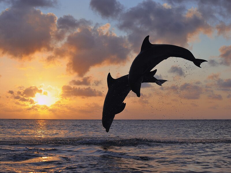 Two Dolphins Jumping — Orange, Dramatic, Sunset, Photograph, Ocean, Sky, Clouds