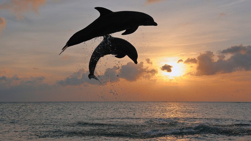 Two Dolphins Jumping — Orange, Dramatic, Sunset, Photograph, Ocean, Sky, Sun