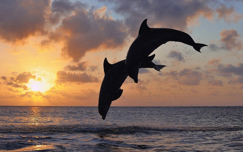 Two Dolphins Jumping — Orange, Dramatic, Sunset, Photograph, Ocean, Sky