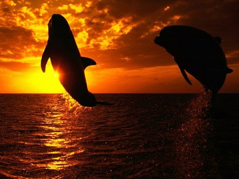 Two Dolphins Jumping — Orange, Dramatic, Sunset, Photograph, Ocean, Sun, Sky