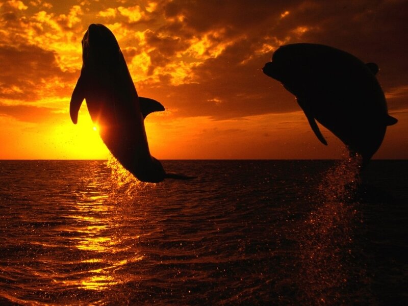 Two Dolphins Jumping — Orange, Dramatic, Sunset, Photograph, Ocean, Sun, Sky, Yellow