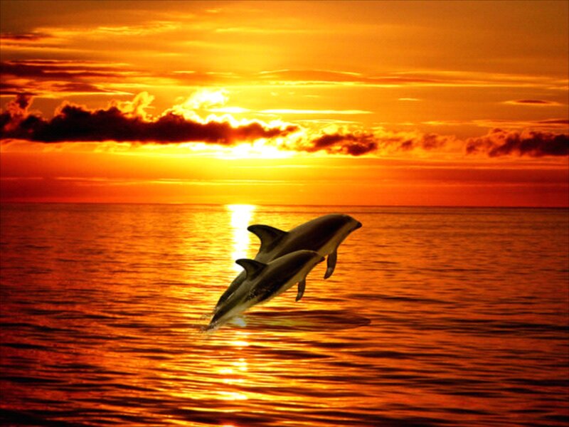 Two Dolphins Jumping — Orange, Dramatic, Sunset, Photograph, Ocean, Sun