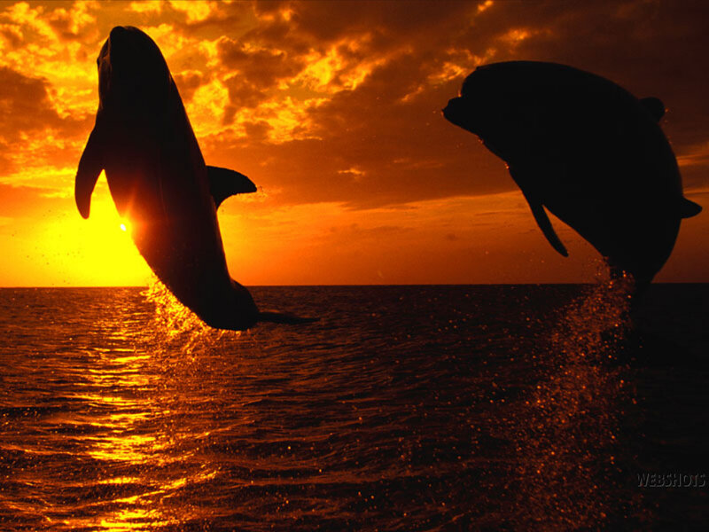 Two Dolphins Jumping — Orange, Dramatic, Sunset, Photograph, Ocean