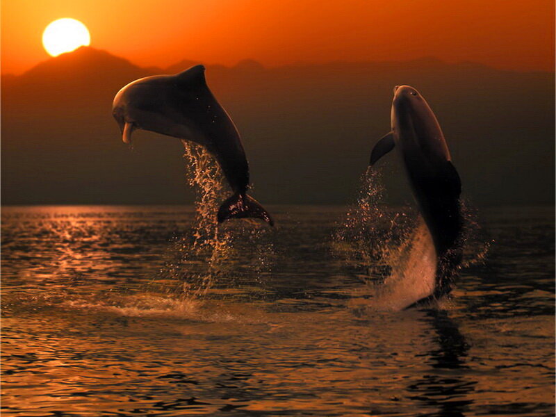 Two Dolphins Jumping — Orange, Dramatic, Sunset, Photograph, Sun