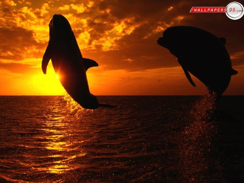 Two Dolphins Jumping — Orange, Dramatic