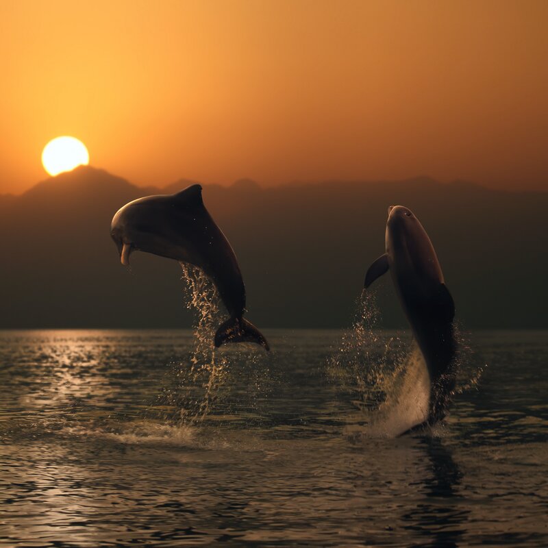 Two Dolphins Jumping — Orange, Serene, Sunset, Photograph, Sun, Mountains
