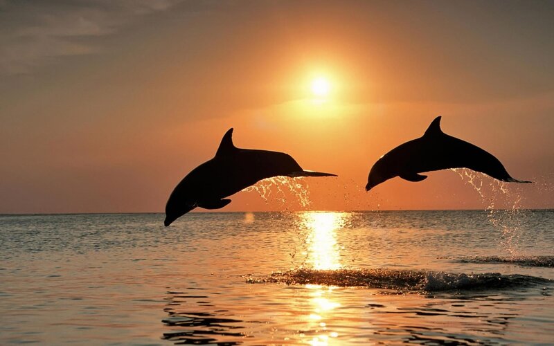 Two Dolphins Jumping — Orange, Serene, Sunset, Photograph, Sun, Ocean, Sky