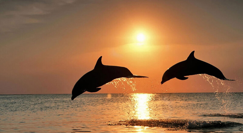 Two Dolphins Jumping — Orange, Serene, Sunset, Photograph, Sun