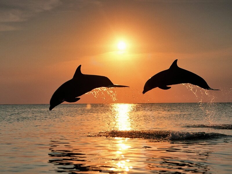 Two Dolphins Jumping — Orange, Serene, Sunset, Photograph