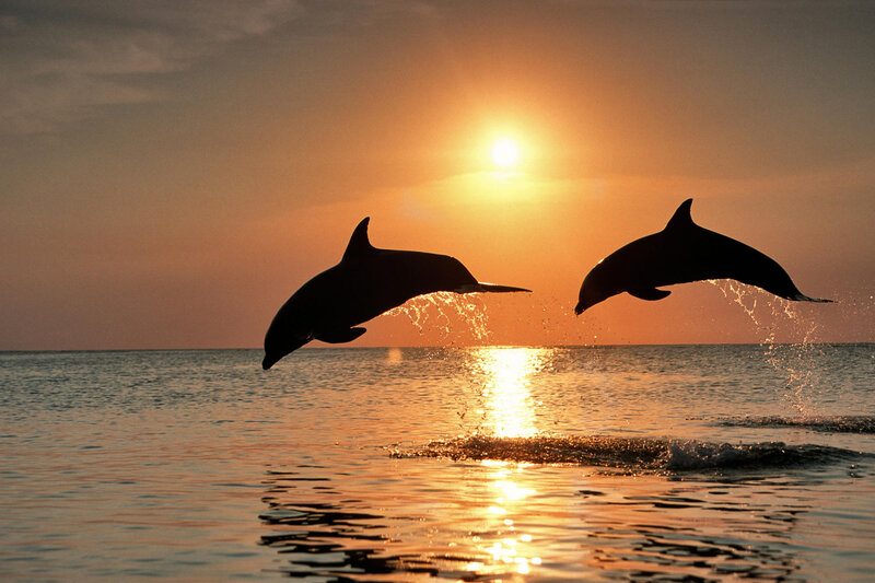Two Dolphins Jumping — Orange, Serene