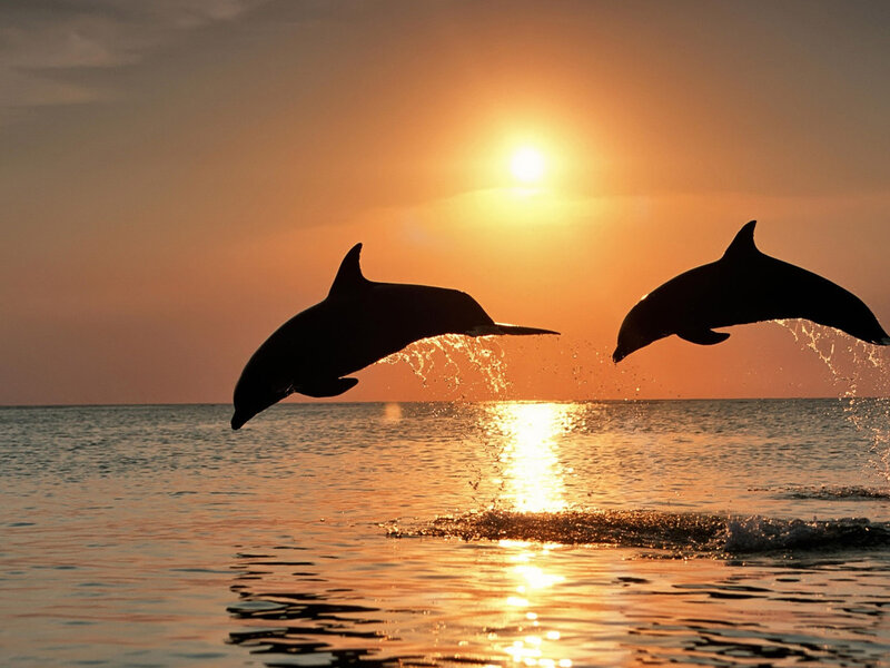 Two Dolphins Jumping — Orange