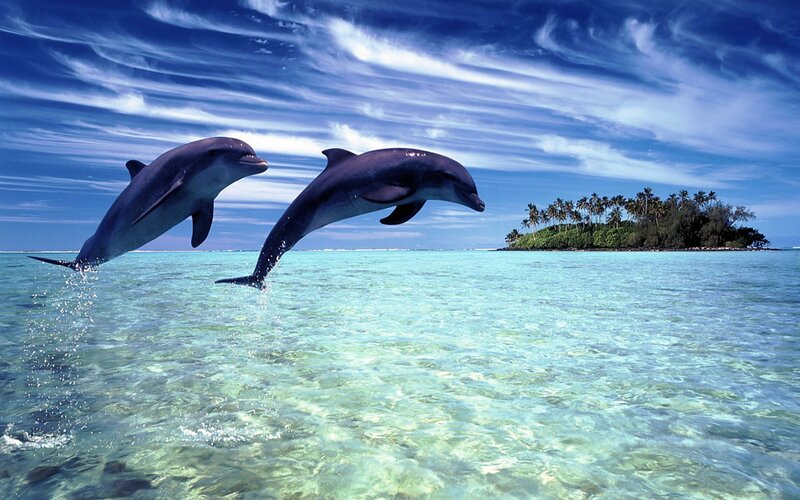 Two Dolphins Jumping — Palm Trees