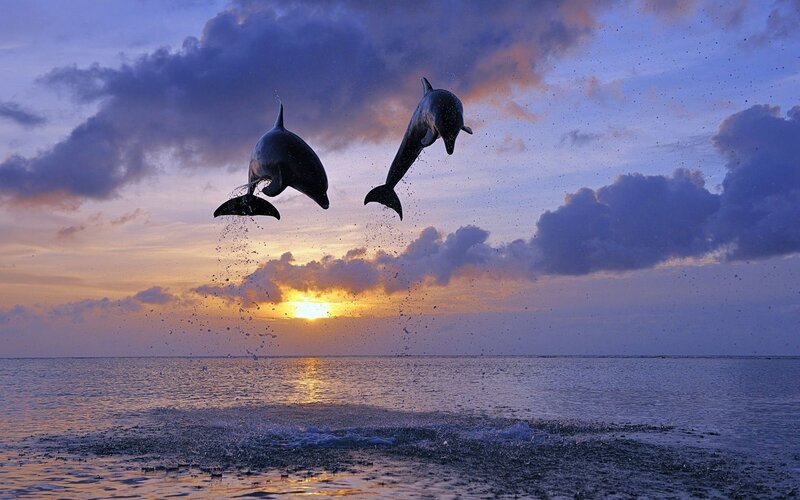 Two Dolphins Jumping — Purple, Dramatic, Sunset