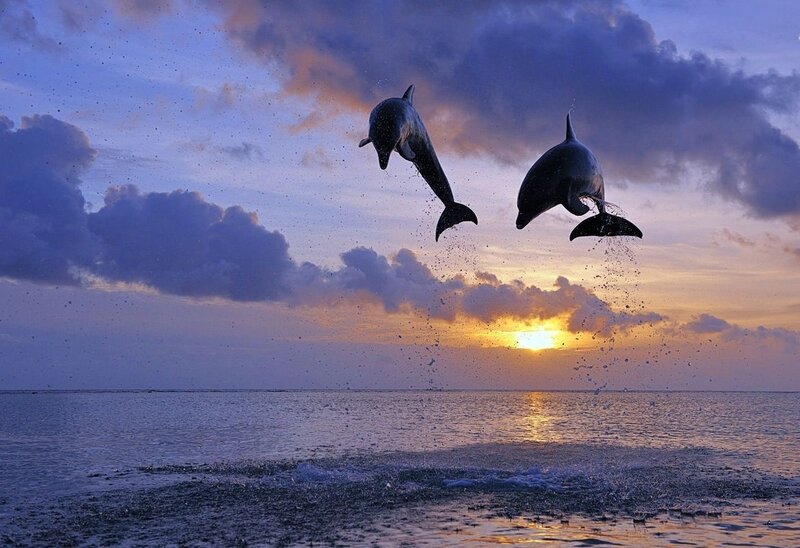 Two Dolphins Jumping — Purple, Dramatic