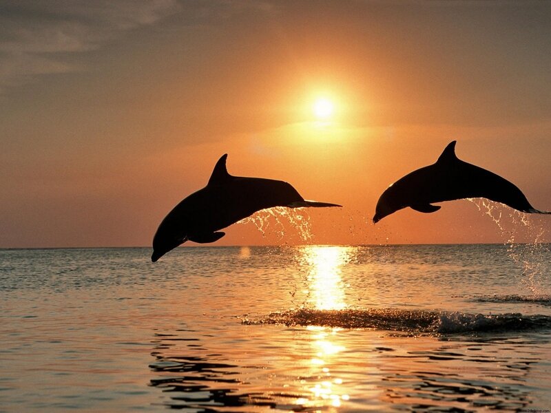 Two Dolphins Jumping — Sky
