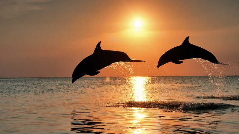 Two Dolphins Jumping — Sun