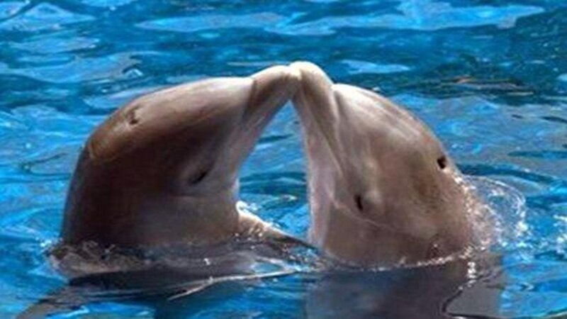 Two Dolphins Kissing