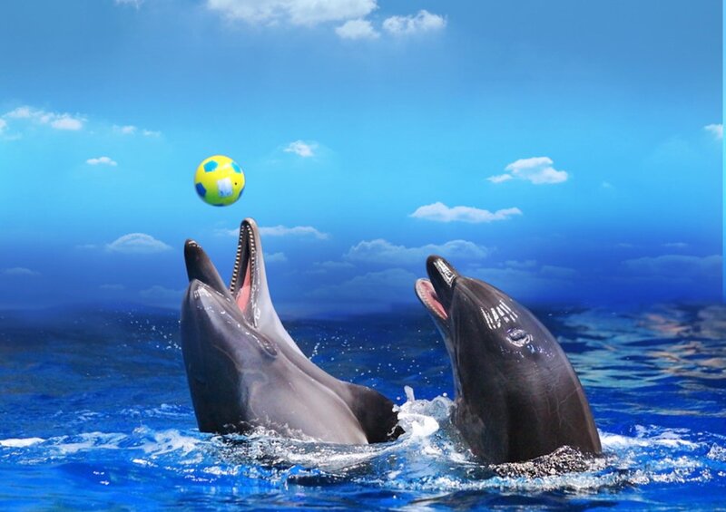 Two Dolphins Playing
