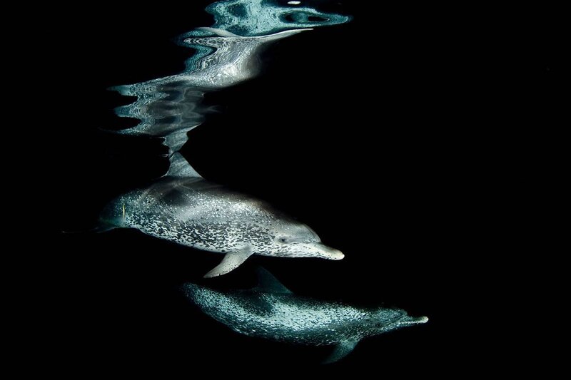 Two Dolphins Swimming — Black