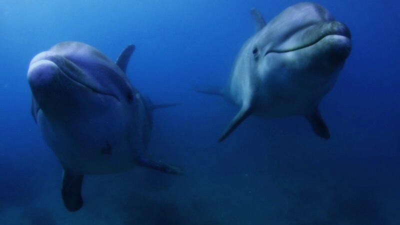 Two Dolphins Swimming — Blue, Calm, Photograph