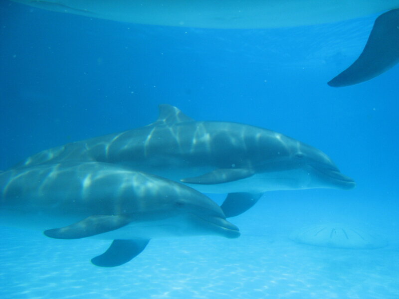 Two Dolphins Swimming — Blue, Calm