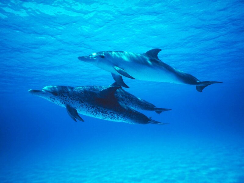 Two Dolphins Swimming — Blue, Photograph