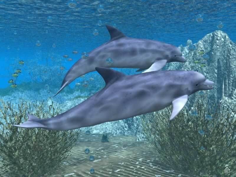Two Dolphins Swimming — Blue, Serene, 3d Render