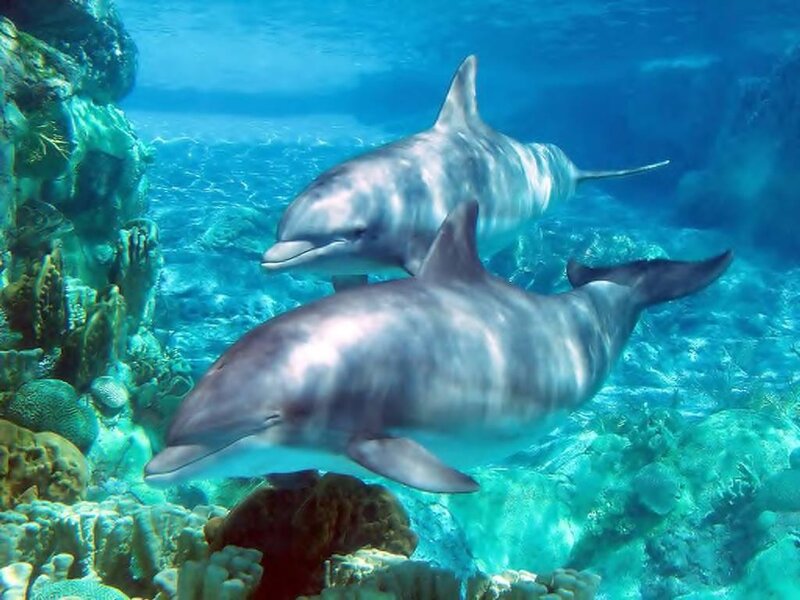 Two Dolphins Swimming — Blue, Serene, Afternoon, Photograph, Coral Reef