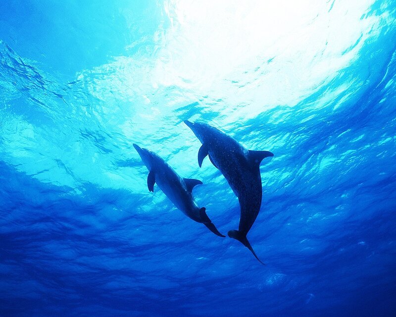 Two Dolphins Swimming — Blue, Serene, Afternoon, Photograph, Ocean, Sunlight, Surface